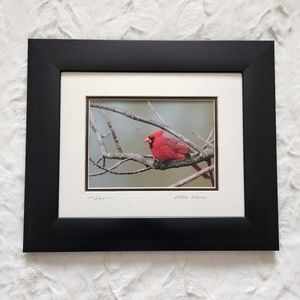 Cardinal Original Framed Photo Wallart, Signed by Artist